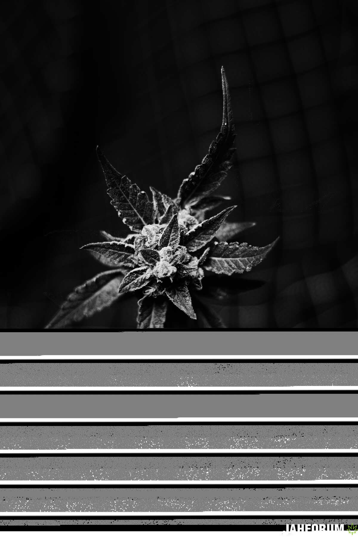 Somango auto fem by Errors Seeds UA
