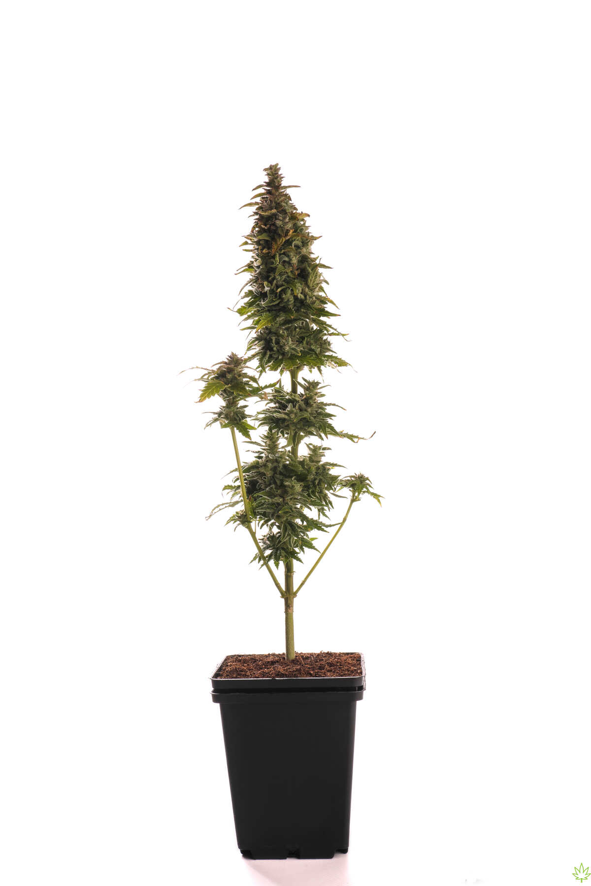 Auto Astarta Fem by Mudro Seeds 24 plants*0.5л