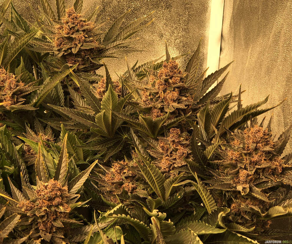 purple-kush-auto-fem-riseweed-forum.thumb.jpg.8d926b6d29dc249e4496521e0466b0c3.jpg