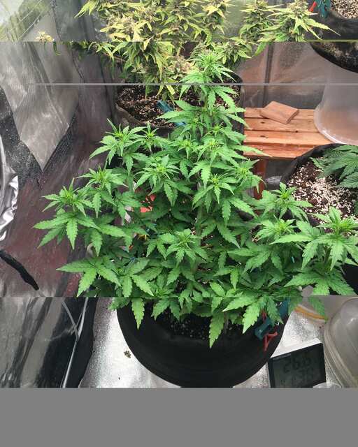 Auto Big Demon