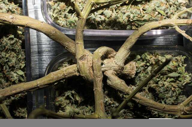 AK47 от Serious seeds
