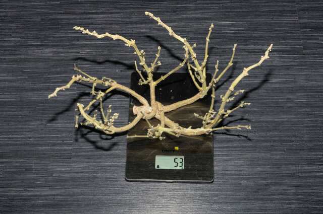 AK47 от Serious seeds