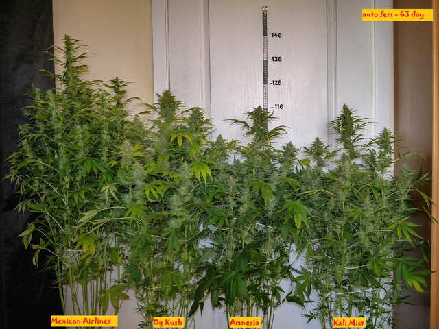 Mexican Airlines, Og Kush,  Amnesia, Kali Mist auto fem - 63 дня.JPG