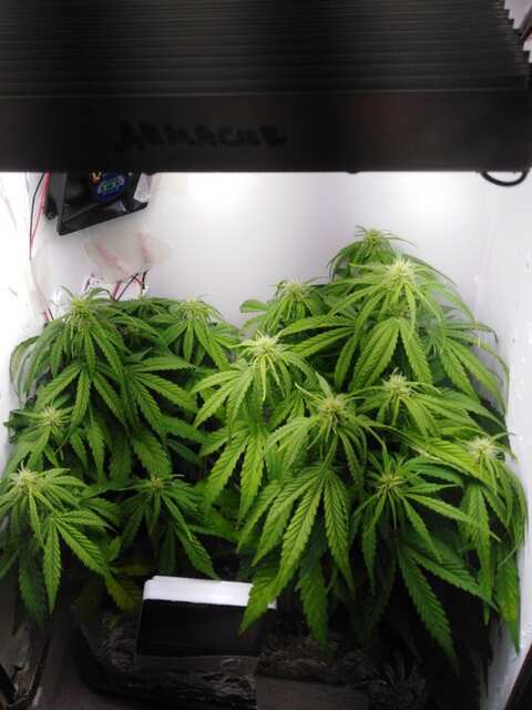 Auto Reggae spirit/Jamaican flower seeds (JFS)