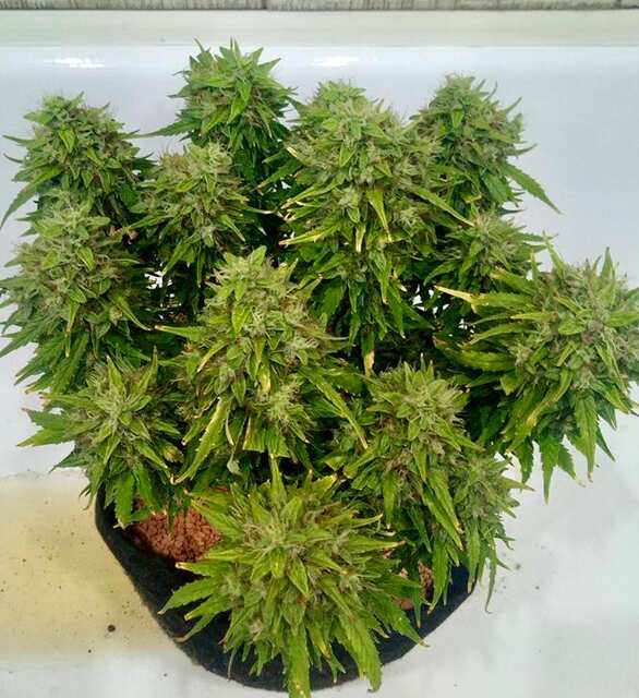 Супер auto Kingston/Jamaican flower seeds (JFS)