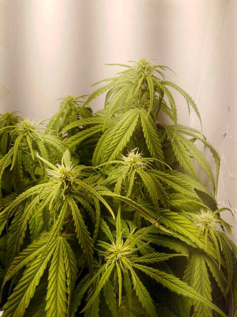 auto Reggae spirit/Jamaican flower seeds (JFS)