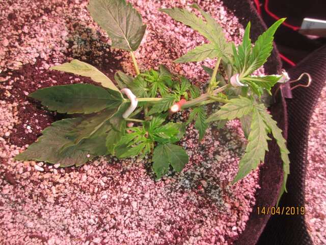 ...auto New Yorrk Diesel...Neuro Seeds