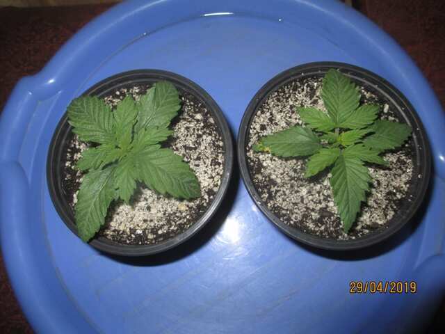 Lucky no Sleven & Elite Dark Indica