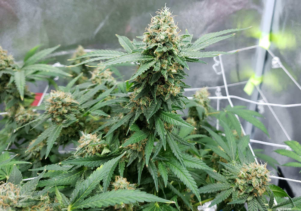 super-silver-haze-riseweed-auto-fem-forum.thumb.jpg.9a8631d04e8cd75bd0e638219a8719fa.jpg