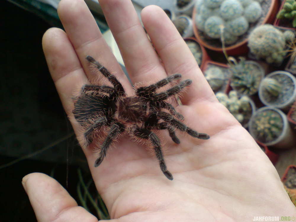 Brachypelma albopilosum L11.JPG