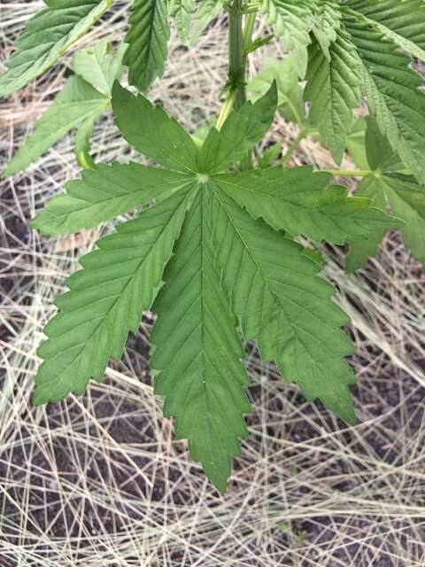 Многолистка x Durban poison