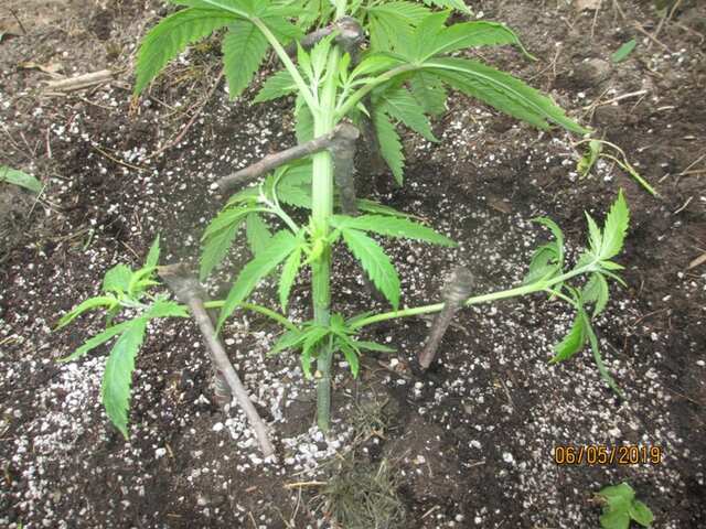 Black ﻿Domina 2008 // ﻿Sensi Seeds﻿﻿﻿﻿...первые трени)))