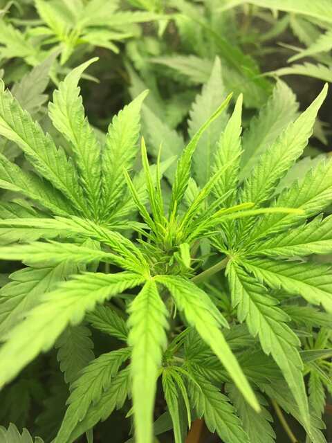 Blue Mystic