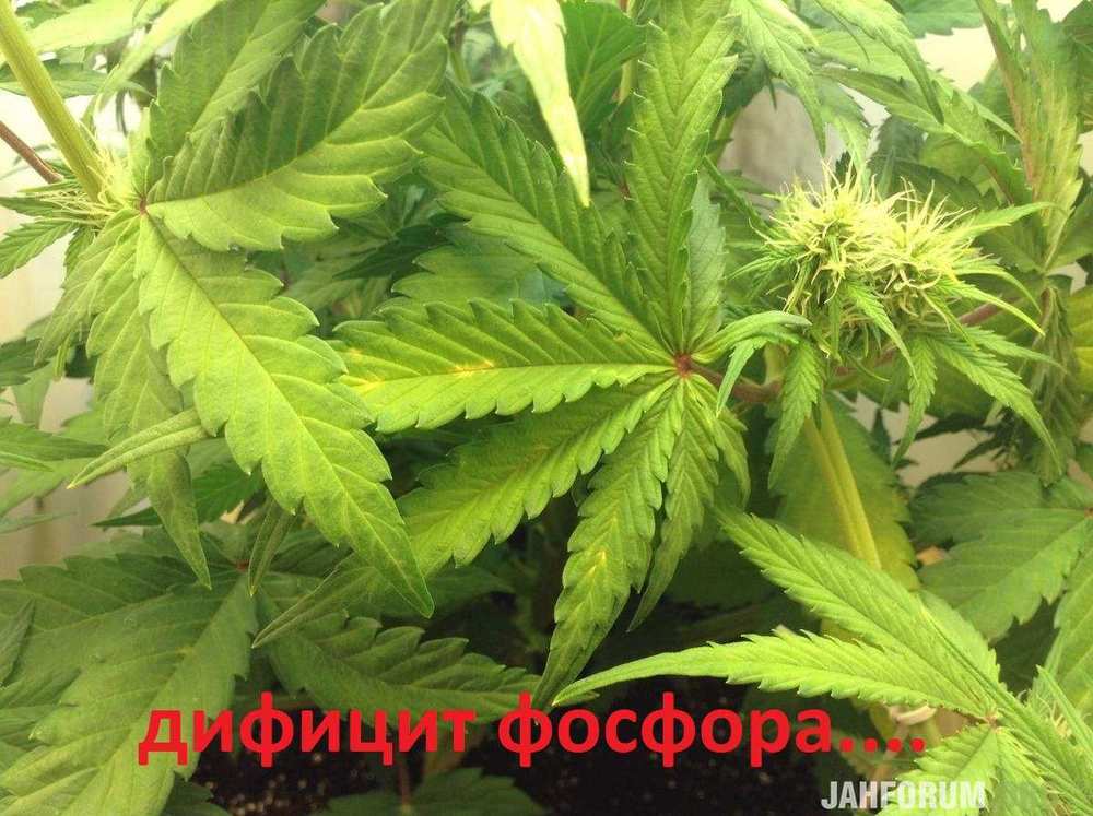 дифицит фосфора.....jpg