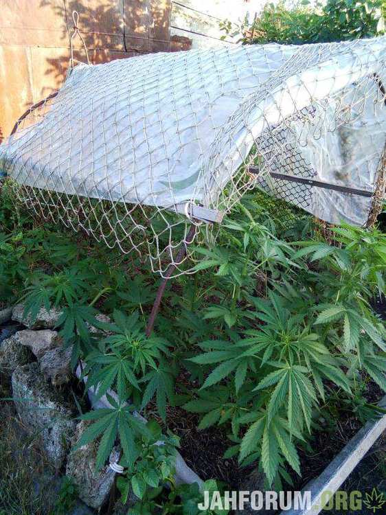 пурпл куш авто~01.jpeg