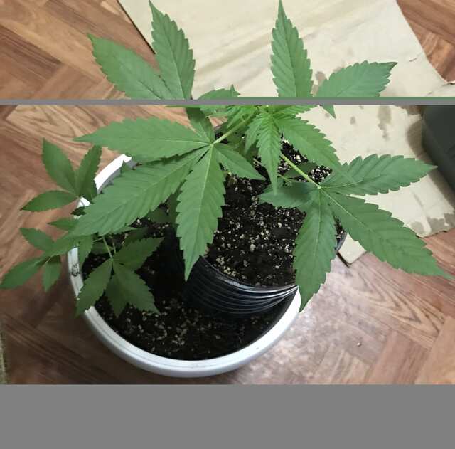 Первый гров Auto AK-47/DeadRyder/LSD