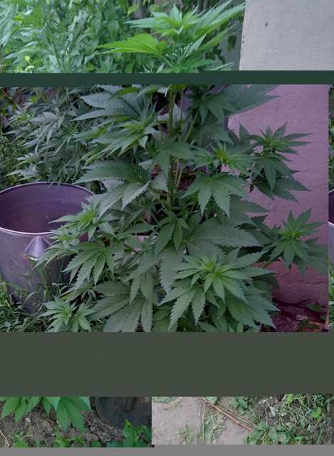 Jack Hair (Bulk seeds bank)аут .115 см.начало июня