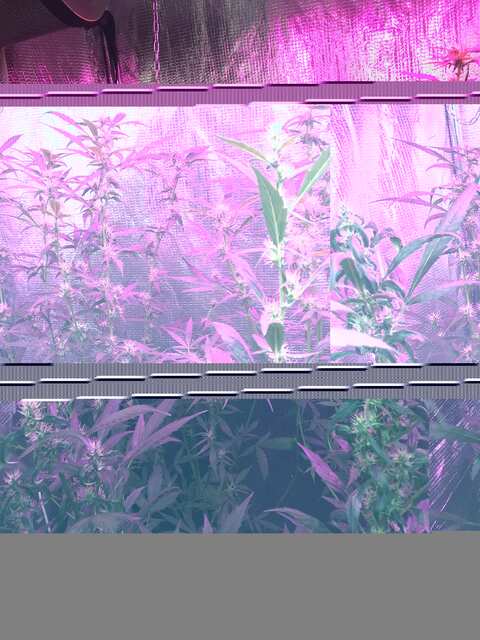 7DAC24D9-1DAA-423C-8DD5-000EDF725D7E.jpeg