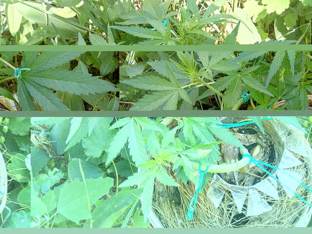 Auto Diesel Ryder fem