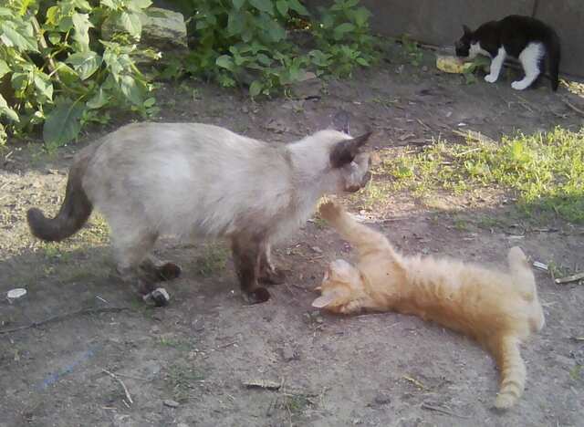 Пришельцы ???.