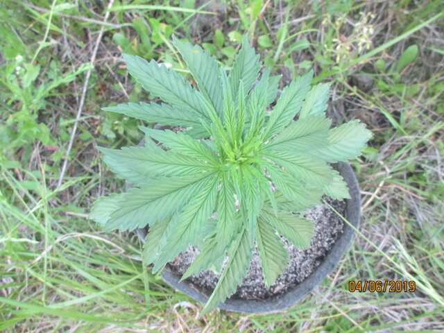 Mountаin Afghan...SerbianSeeds