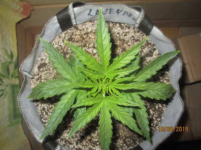 auto Lavender...Errors Seeds...14 дней жизни