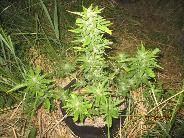 auto Black ﻿Domina...Errors Seeds