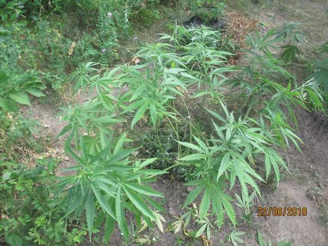 Black ﻿Domina...﻿Sensi Seeds﻿﻿﻿﻿ ﻿﻿﻿﻿(reg)