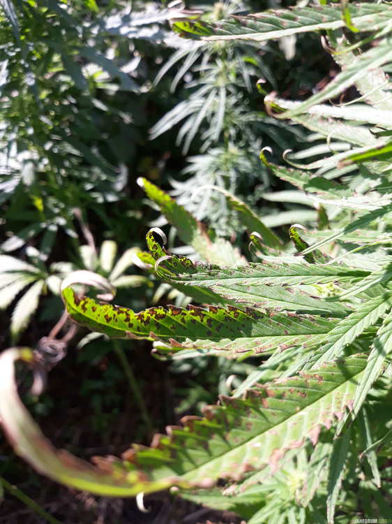 20190724_100830.jpg