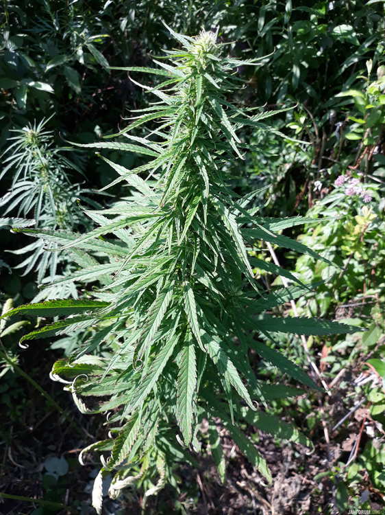 20190724_101836.jpg