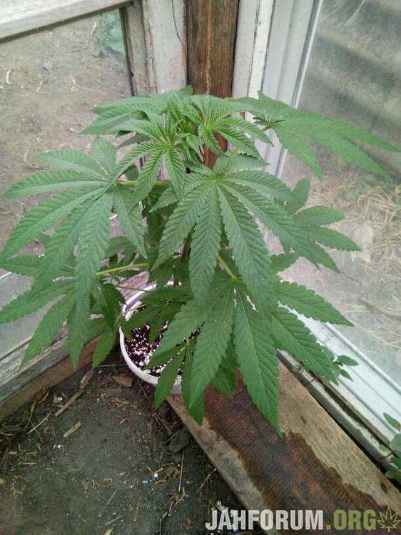 NL Nirvana Seeds.jpeg