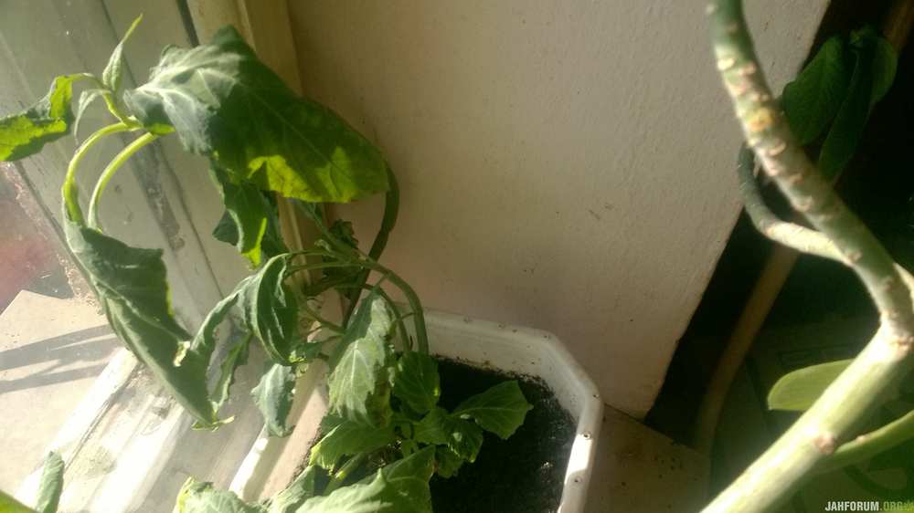 WP_20190724_17_20_14_Pro.jpg