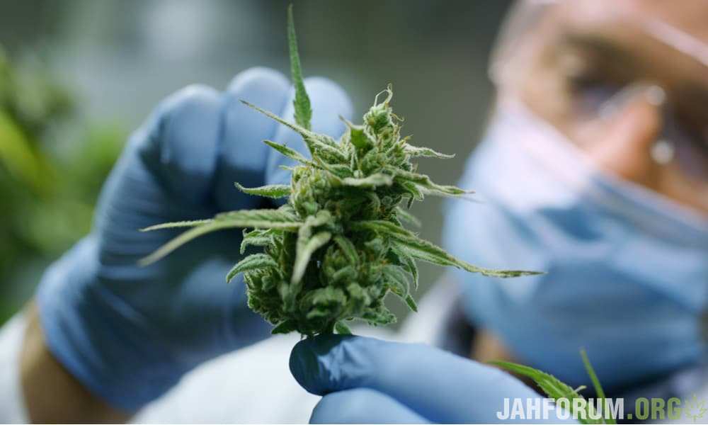 scientists-find-cannabis-compound-more-effective-aspirin-pain-relief-featured.jpg