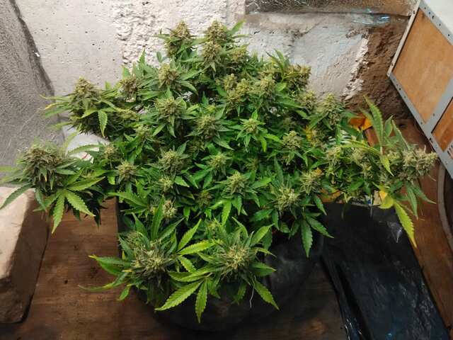 Auto White Tisa