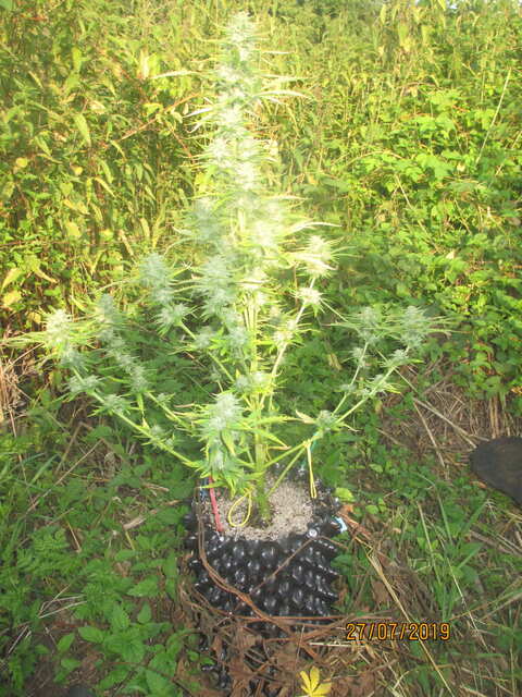 auto Cinderella Jack...Dutch Passion