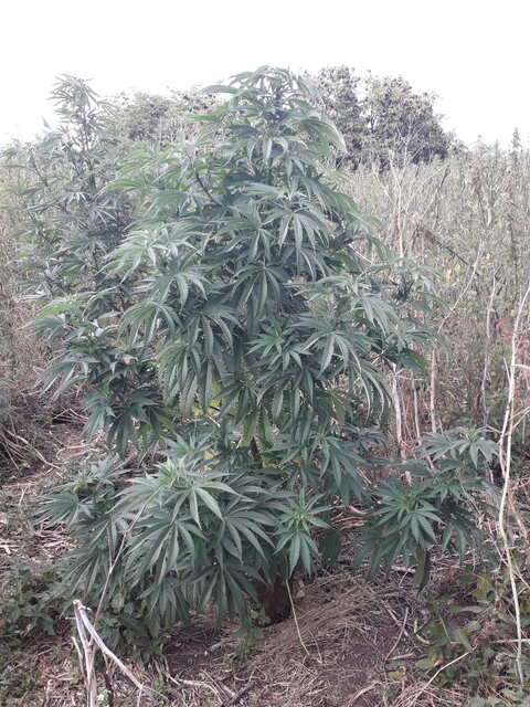 Killer kush sweet seeds F1 FV ...