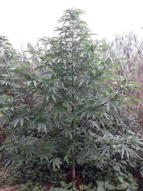 Black Jack sweet seeds F1 FV...