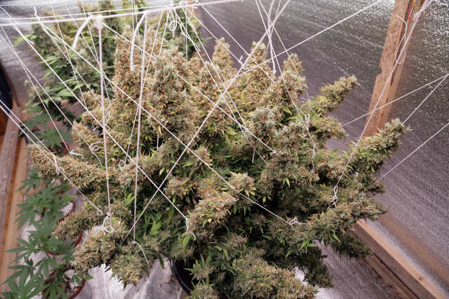 Harvest is coming ... 2
