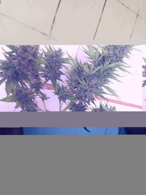 auto Amnesia fem
