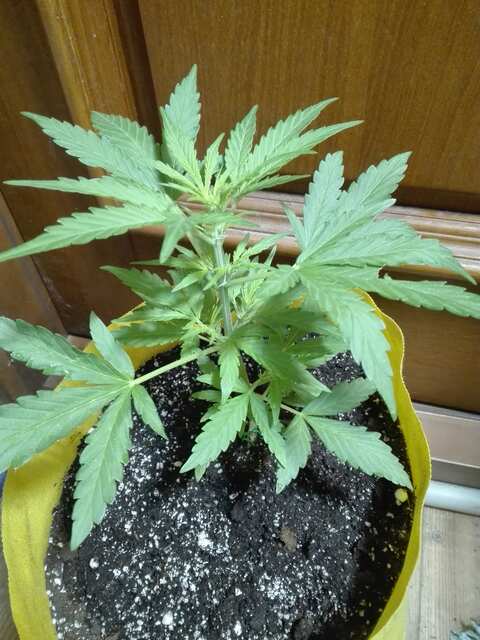Black Domina