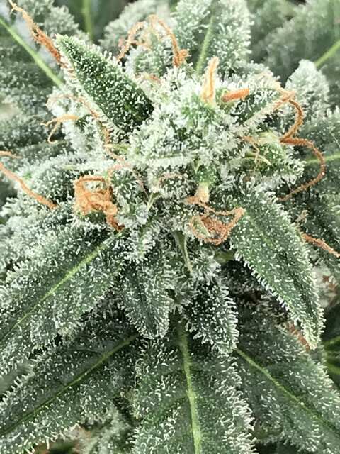 Critical Kush Barney Farm