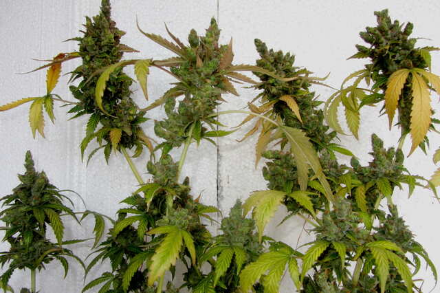Auto Kali Mist fem  Errors Seeds.JPG