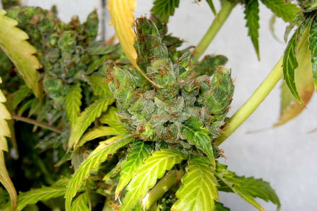 Auto Kali Mist fem  Errors Seeds.JPG