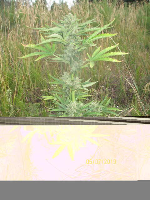 auto Black ﻿Domina...Errors Seeds