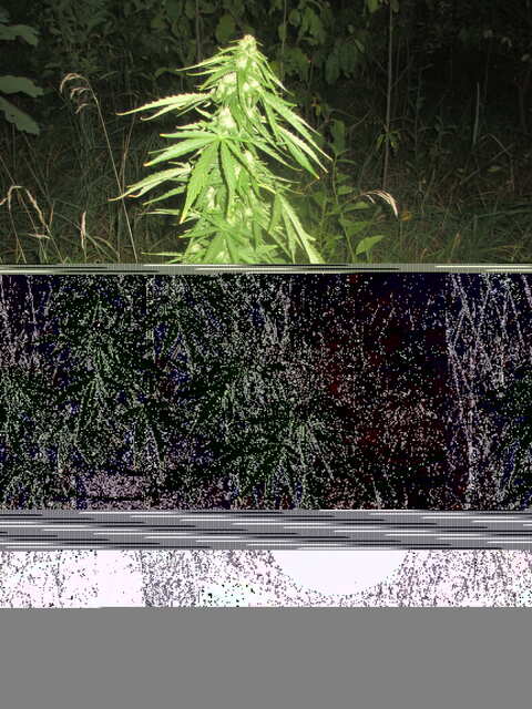 auto Lavender...Errors Seeds