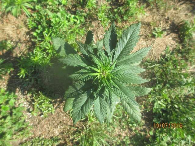 auto Dark Purple...Errors Seeds...земля 1л