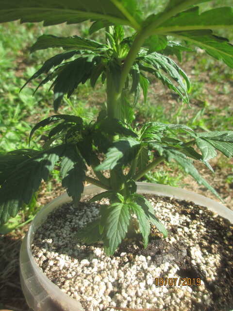 auto Dark Purple...Errors Seeds...земля 1л