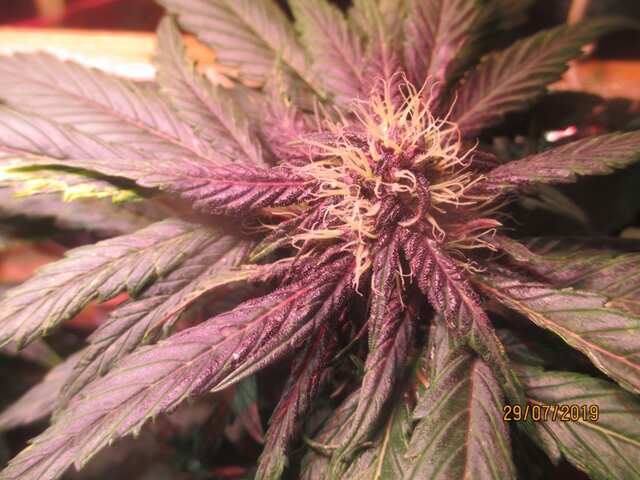 auto Dark Purple...Errors Seeds