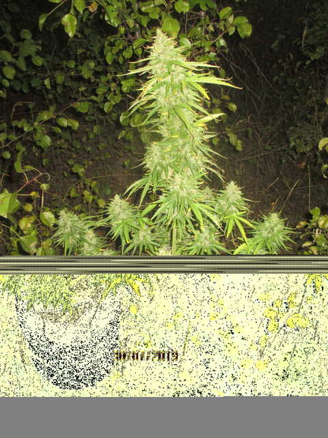 auto Lavender...Errors Seeds