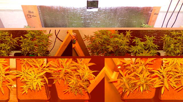 9 Strains 240w